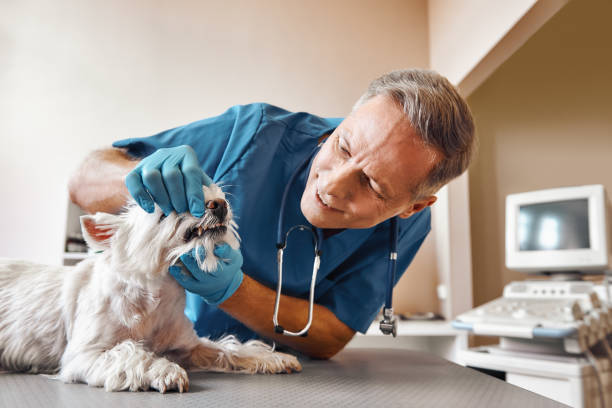 Best Same-Day Emergency Dental Services in Sharon Center, OH